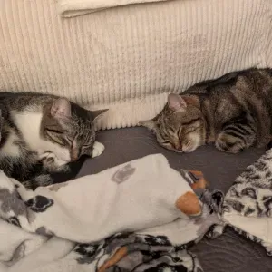 Pet Sitter à Palaiseau et ses environs 