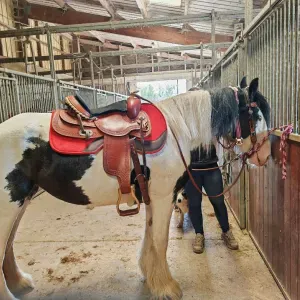 Je cherche un(e) dame de companie