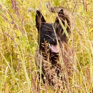 Nounou à domicile secteur Apprieu et alentour 