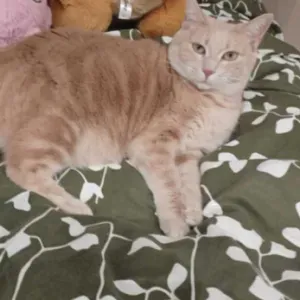 Amoureuse des animaux a Couzon au mont D'or