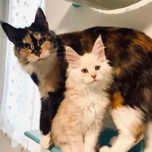 Dog sitter e pet sitting Como e varese 