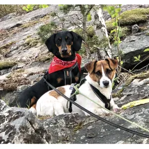 Dog sitter needed for my two dogs