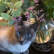 Recherche femme de ménage à Lyon