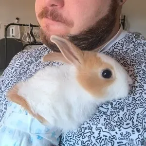 Busco cuidador de conejo enano 