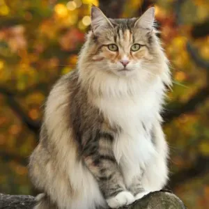 Je recherche une baby-sitter