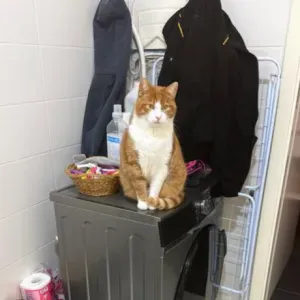 Visite quotidienne pour mon chat et mes lapins