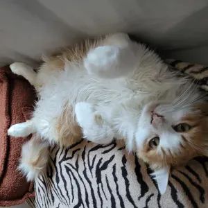 🐾 Pet-sitter disponible à Fourques et ses alouentours🐾  