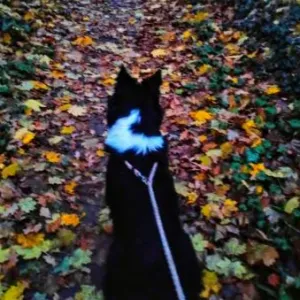 Service de Pet-Sitter à Valence