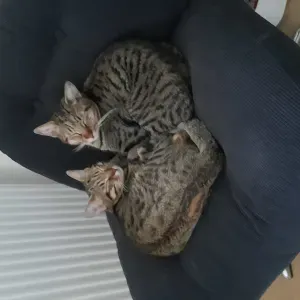 A la recherche d'un petsitter pour nos deux chats