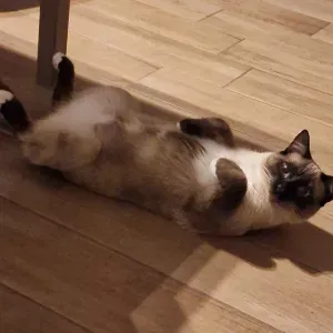 Cat Sitting San Zeno Naviglio (Brescia)