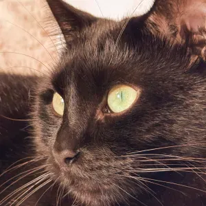 Recherche d'un pet-sitter pour mon chat Bumbu