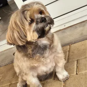 recherche pet Sitter pour garder mon Lhassa apso