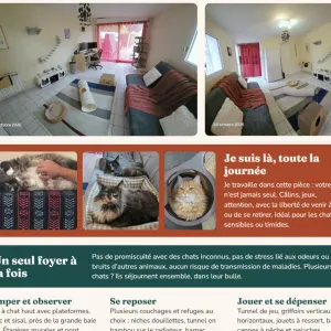 "Pension féline familiale Pau"