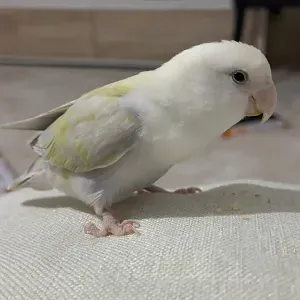 Puesto de canguro en Pozo de Guadalajara