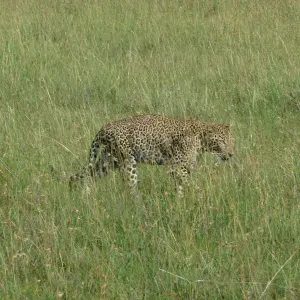 Emploi de Petsitter Châteauneuf-le-Rouge