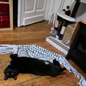 Pet sitter à Bruxelles,Forest 