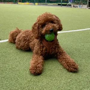 Recherche un dogsitter du 6 au 9 août