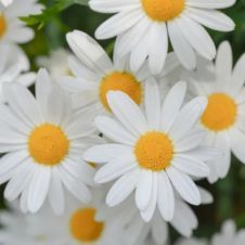 Addetta alle pulizie domestiche permanenti e occasionali 