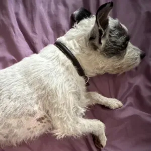 Pet-Sitter à Piolenc ! Garde chez le pet-sitter  