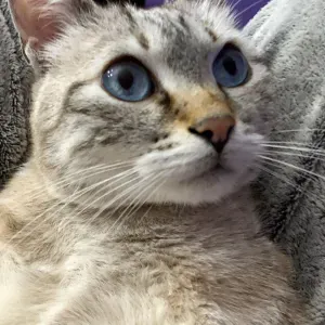 Pet sitter disponibile e amante degli animali 