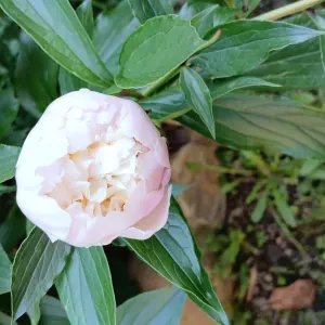 Garde d'enfants/babysitting/ 8 ans d expérience