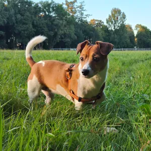 Pet-Sitter mobile en IDF pour Chiens et Chats