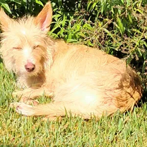 Procuro um petsitter de 28 a 5 no Porto