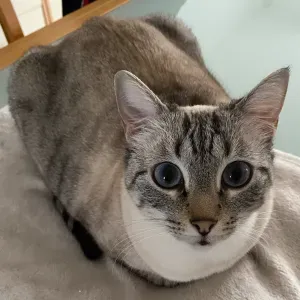 Pet-sitter à Toulouse très disponible!