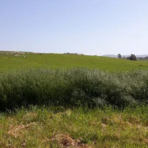 Cerco aiuto per pulizie e stiro