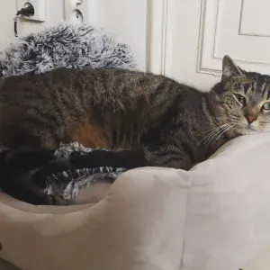 Pet-sitter dédié a vos petits loulous 