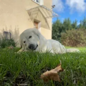 Garde d'animaux à domicile