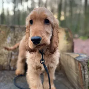 Pet sitter à Bruxelles passionné des chiens 
