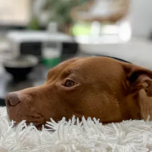 Pet sitteur/sitteuse