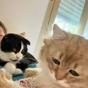 Pet sitter à Nice le paradis des chats ⭐️