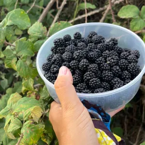 BABYSITTER AROEIRA 1 SEMANA