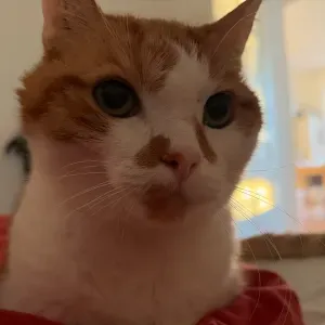 Cherche garde chat