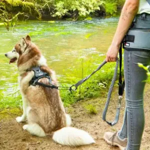 Petsitter la monnerie le montel 