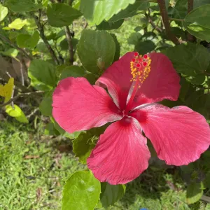 Garde d'animaux à Paris et alentours ! 