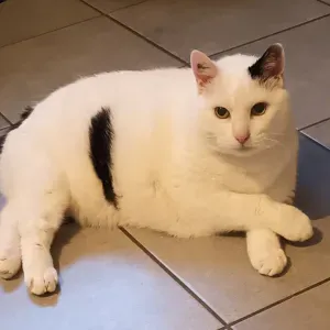 Je cherche un(e) petsitter près de chez moi