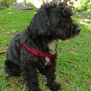 Pet-sitter attentionnée à Mérignac 