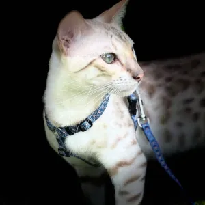 Pet sitter à domicile titulaire de l'ACACED