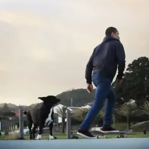 Experienced & Responsible Dog walker/ pet sitter