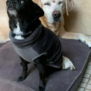 Empregada de doméstica