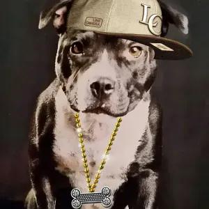 Pet sitter dans le 13 ! Aux Pennes mirabeau