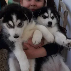 Prof particulier à domicile 