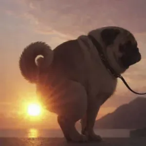 PET-SITTER TOULOUSE ET ALENTOURS.