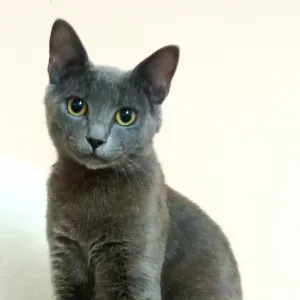 Petsitter wanted Palma