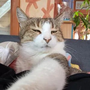 Pet-sitter à Colmar et alentours 