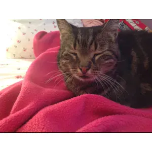 Recherche femme de ménage