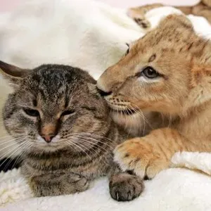 Emploi de baby-sitter Blagnac